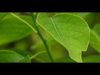 Green leaf black border black - a green leaf free wallpaper