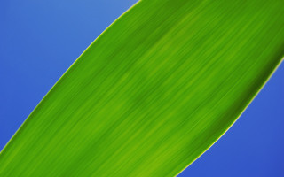 Green leaf blue sky close - a plant free wallpaper for desktop