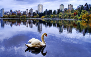 Swan swimming lake city trees - alexander johnston free wallpaper