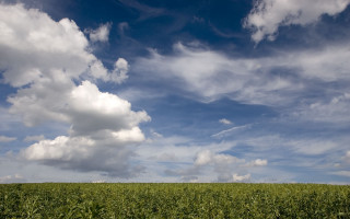 Corn field blue sky clouds - sky free wallpaper
