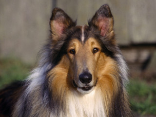 Long haired blue nosed sad 2 - a portrait free wallpaper