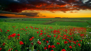Red flowers cloudy sky sunset 2 - beautiful landscape free wallpaper for desktop