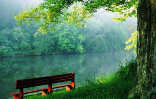 Bench tree lake forest foggy - foggy sky above free wallpaper