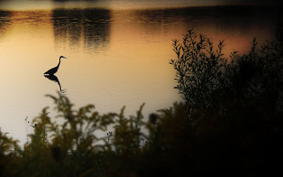 Bird standing water sunset dawn - chris friel free wallpaper for desktop