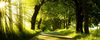 Sunlit road trees grass nature - the side of the road free wallpaper for desktop