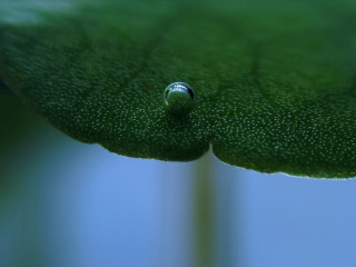 Water drop green leaf blue - a blue sky background in the background free wallpaper