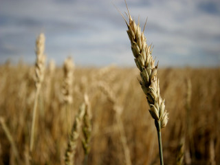 Wheat field sky clouds background 4 - a field of wheat free wallpaper