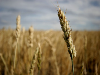 Wheat field sky clouds background 2 - a field of wheat free wallpaper