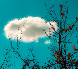 Cloud tree branch leaves blue - free sky wallpaper for tablet
