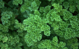Green plants closeup leaves background - green plant free wallpaper
