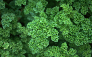 Green plants leaves closeup background - green plant free wallpaper