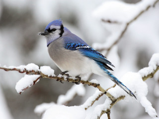 Blue jay snow covered branches - free bird wallpaper