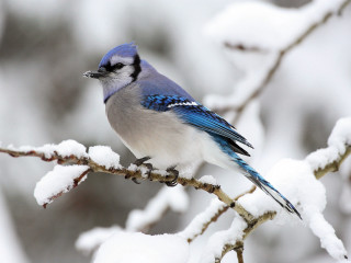Blue jay perched branch snow - a branch in the snow free wallpaper