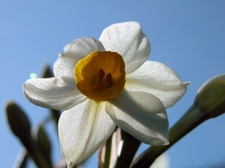 White flower yellow center blue 2 - dirck van der lisse free wallpaper for desktop