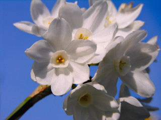 White flowers blue sky clouds 7 - dirck van der lisse free wallpaper