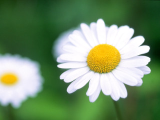 Daisy closeup blurry background grass - a yellow center free wallpaper
