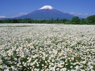 Daisy field mountain blue sky - a field of daisies free wallpaper
