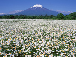 Daisies mountain blue sky cloud 2 - a field of daisies free wallpaper