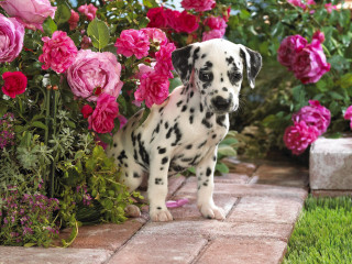 Dalmatian puppy flower garden pink 5 - photorealism free wallpaper for desktop