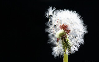 Dandelion black background white flower 2 - a dandelion free wallpaper
