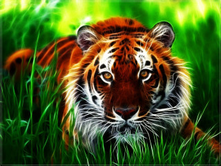 Tiger walking through grass in - looking free wallpaper