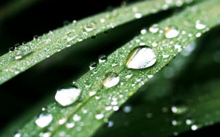 Green leaf water drops bokeh 3 - water free wallpaper for desktop