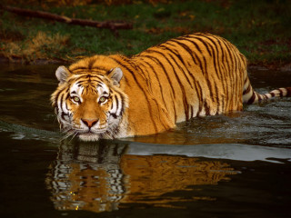 Tiger walking through water in - the river free wallpaper