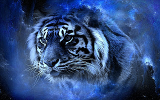 Tiger staring camera blue background - the sky behind free wallpaper
