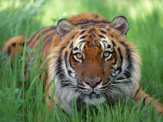 Tiger laying tall grass looking - the tall grass free wallpaper