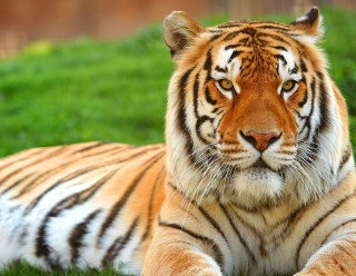 Tiger laying grass eyes closed 2 - looking free wallpaper for desktop