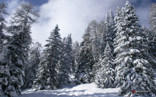 Snowy landscape trees blue sky 4 - a snowy landscape free wallpaper