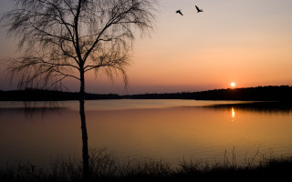 Tree silhouette sunset lake birds 3 - evening free wallpaper