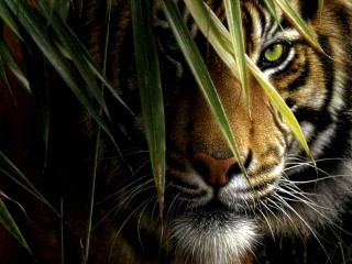 Tiger hiding tall grass serious - a tiger free wallpaper for desktop