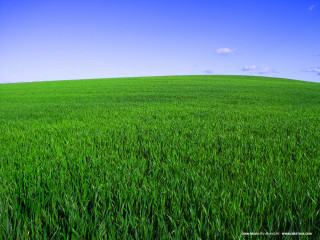 Green grass blue sky clouds 13 - green grass free wallpaper for desktop