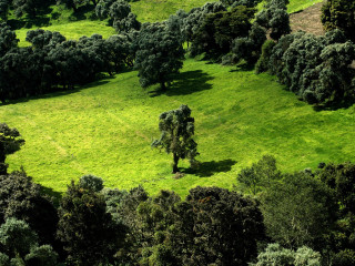 Green field trees cows grazing 5 - a few cow free wallpaper