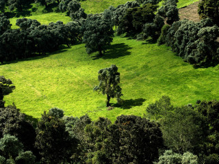 Green field trees cows grazing 7 - a few cow free wallpaper