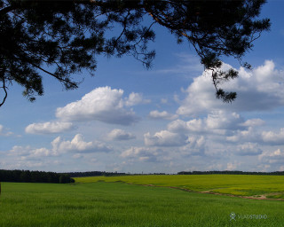 Field tree sky clouds dirt 3 - a dirt path free wallpaper