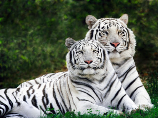 Two white tigers laying grass 3 - the grass together free wallpaper