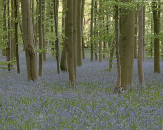 Forest blue flowers grass trees - the foreground and trees free wallpaper