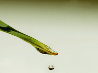 Water drop green stem macro 2 - a green plant stem free wallpaper