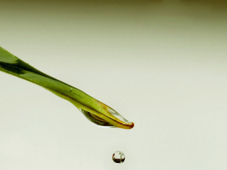 Water drop plant stem white - a green plant stem free wallpaper