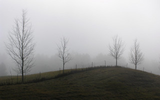 Grassy hill trees fog background 3 - volumetric fog free wallpaper for desktop