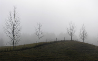 Foggy hillside trees fence bare - bare free wallpaper