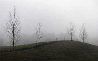 Grassy hill trees fog background 2 - volumetric fog free wallpaper for desktop