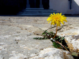 Yellow flower crack rock wall - sense of depth free wallpaper