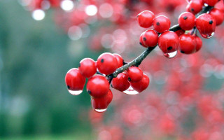 Branch red berries leaves water - red berry free wallpaper