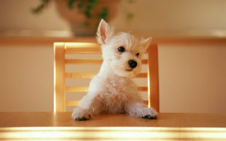 Small white dog wooden chair 2 - a small white dog free wallpaper