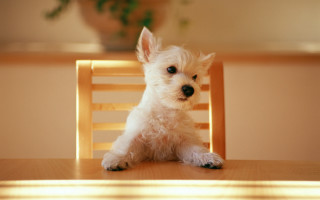 Small white dog wooden chair 3 - a small white dog free wallpaper