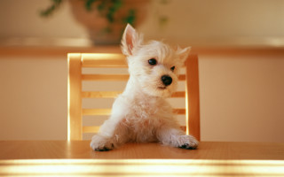 Small white dog wooden chair 6 - a wooden chair free wallpaper