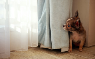 Small dog peeking curtain head 3 - a small dog free wallpaper